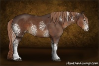Horse Color:White Spotted Liver Chestnut 