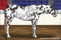 Horse Color:Liver Chestnut Appaloosa 
