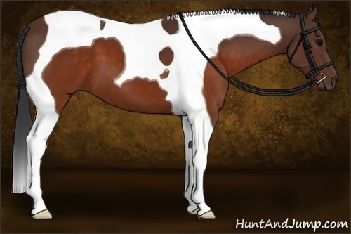 Horse Color:Brown Tobiano 