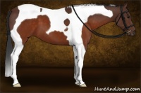 Horse Color:Brown Tobiano
