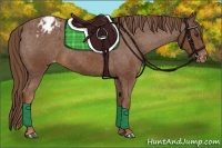 Horse Color:Chestnut Appaloosa 