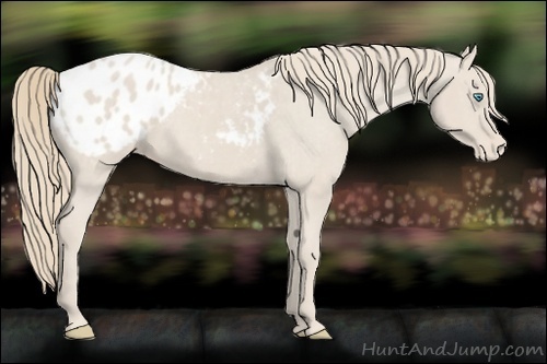 Horse Color:Smoky Creme Appaloosa