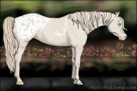 Horse Color:Smoky Creme Appaloosa 