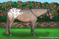 Horse Color:Buckskin Appaloosa