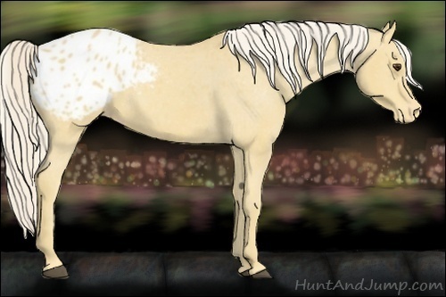 Horse Color:Palomino Appaloosa 