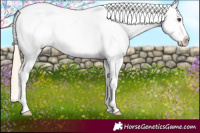 Horse Color:Palomino Ice Appaloosa 