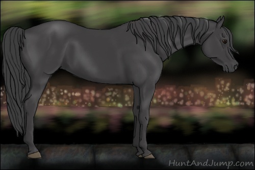 Horse Color:Smoky Black 