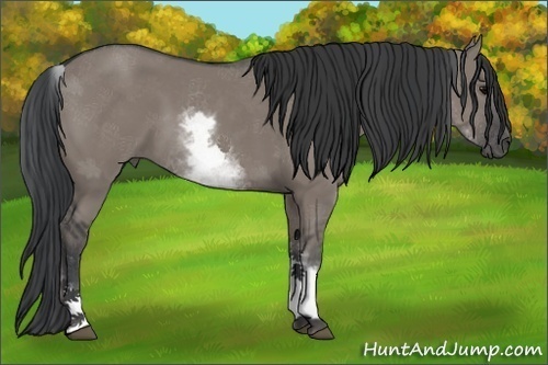 Horse Color:White Spotted Grullo