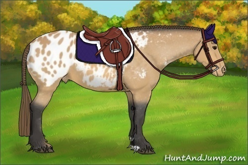 Horse Color:Buckskin Blanket