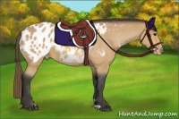 Horse Color:Buckskin Blanket 