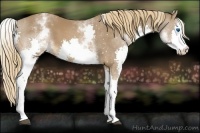 Horse Color:White Spotted Chestnut Sabino Splash