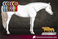 Horse Color:Gold Champagne Appaloosa