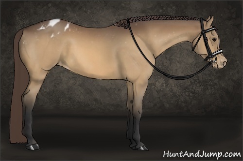 Horse Color:Buckskin Appaloosa