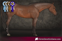 Horse Color:Liver Chestnut 