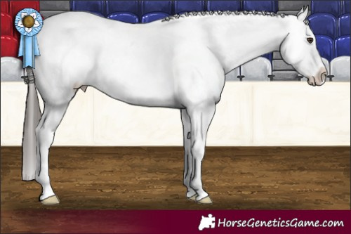 Horse Color:White Spotted Liver Chestnut Appaloosa 