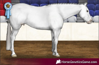 Horse Color:White Spotted Liver Chestnut Appaloosa 