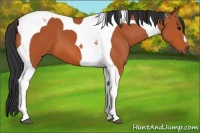 Horse Color:Bay Tobiano 