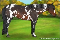 Horse Color:White Spotted Brown 