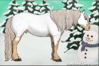 Horse Color:Palomino Appaloosa 