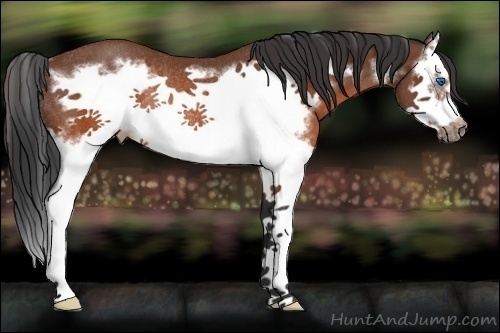 Horse Color:Brown Splash Frame Rabicano 