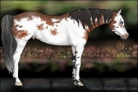 Horse Color:Brown Splash Frame Rabicano