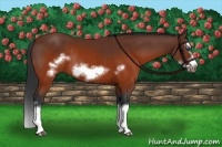 Horse Color:Brown Splash Frame Rabicano