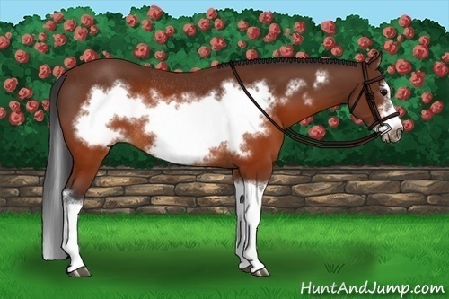Horse Color:Brown Splash Frame Rabicano 