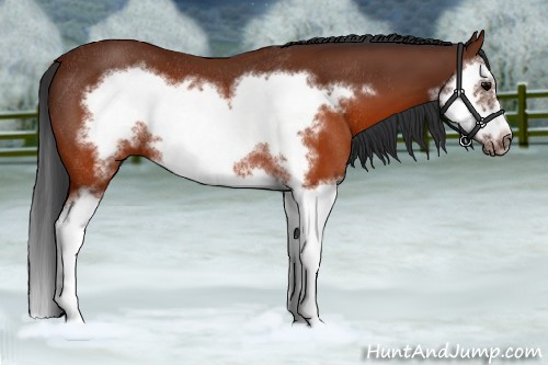 Horse Color:Brown Splash Frame Rabicano