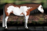 Horse Color:Brown Splash Frame Rabicano