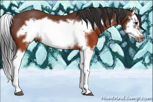 Horse Color:Brown Splash Frame Rabicano 