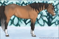 Horse Color:Buckskin Splash Frame Rabicano