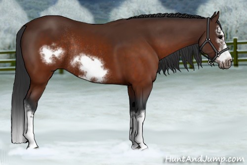 Horse Color:Brown Splash Frame Rabicano