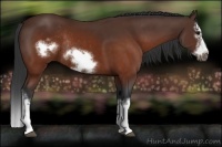 Horse Color:Brown Splash Frame Rabicano