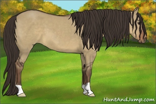 Horse Color:Liver Red Dun 