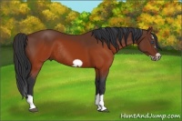 Horse Color:Brown Splash Frame Rabicano
