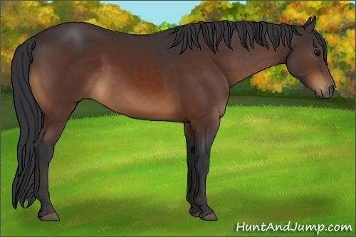 Horse Color:Bay 