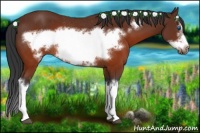 Horse Color:Brown Splash Frame Rabicano