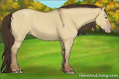 Horse Color:Classic Champagne Dun 