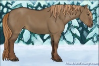 Horse Color:Liver Red Dun 