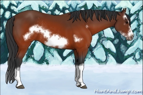Horse Color:Unknown 