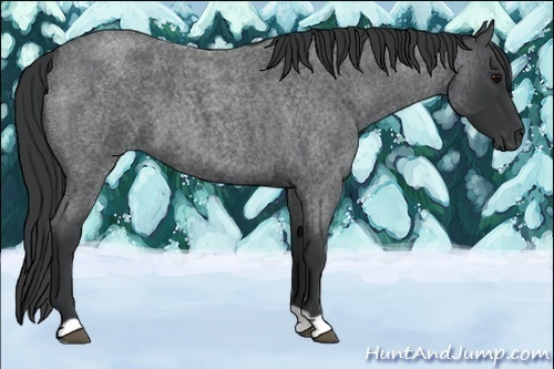 Horse Color:Blue Roan
