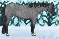 Horse Color:Blue Roan