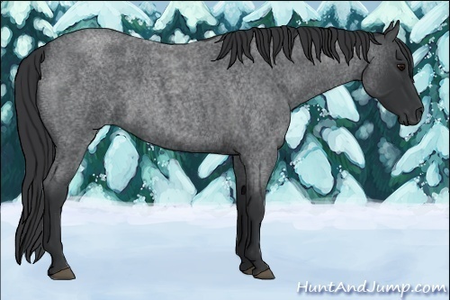 Horse Color:Blue Roan