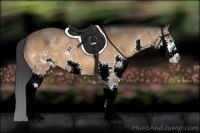 Horse Color:Bay Sabino Splash 