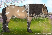 Horse Color:White Spotted Buckskin Dun 