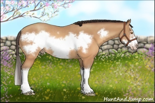 Horse Color:Sable Champagne Splash Frame Rabicano