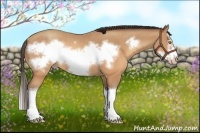 Horse Color:Sable Champagne Splash Frame Rabicano