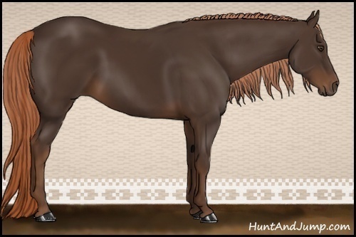 Horse Color:Liver Chestnut 