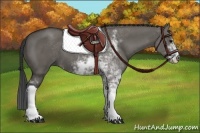 Horse Color:Grullo Sabino 