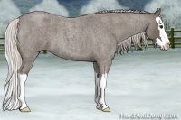 Horse Color:Silver Blue Roan Splash